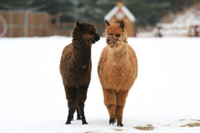 Alpaca World and Nami Island with Gangchon Rail Bike Tour - Price and Value at About $65.45
