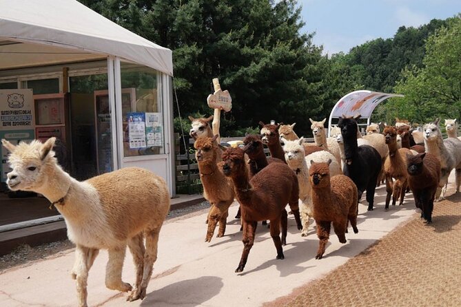 Alpaca World and Nami Island with Gangchon Rail Bike Tour - Timing, Comfort, and How to Make the Day Feel Less Rushed