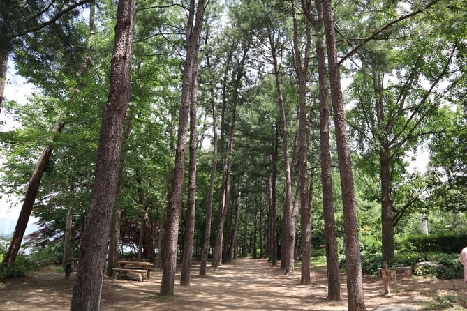 Alpaca World and Nami Island with Gangchon Rail Bike Tour - Who This Tour Fits Best (and Who Might Want a Different Day)