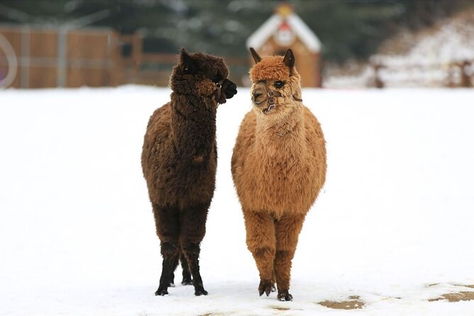 Alpaca World and Nami Island with Gangchon Rail Bike Tour - Price and Value at About $65.45