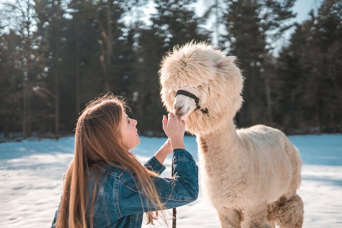 Alpaca World & Nami Island & Garden of Morning Calm One Day Tour - Stop 2: Nami Island’s tree-lined fame and photo-friendly walking