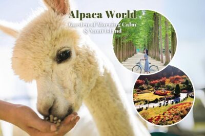 Alpaca World & Nami Island & Garden of Morning Calm One Day Tour - Getting out of Seoul: the air-conditioned ride and the real timing