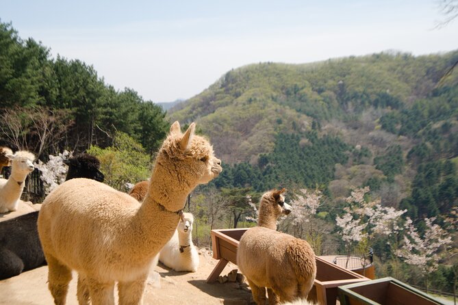 Alpaca World Tour with Nami Island (optional Railbike or Garden) - Alpaca World: feeding time, photo time, and how to avoid end-of-visit delays