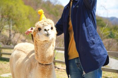 Alpaca World Tour with Nami Island (optional Railbike or Garden) - Nami Island: tree-lined walking, bike option, and a lunch window that matters