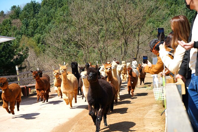 Alpaca World Tour with Nami Island (optional Railbike or Garden) - Morning Calm Light Festival and The Stay Healing Park Starlight Festival: plan for winter energy