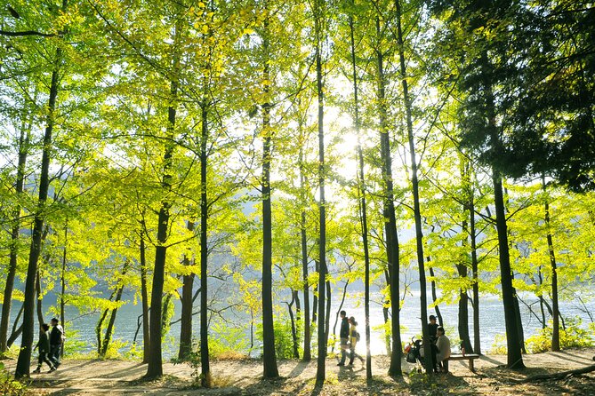 Day Trip to Nami Island with Rail bike and The Garden of Morning Calm - Who This Tour Fits Best (and Who Might Want Something Different)