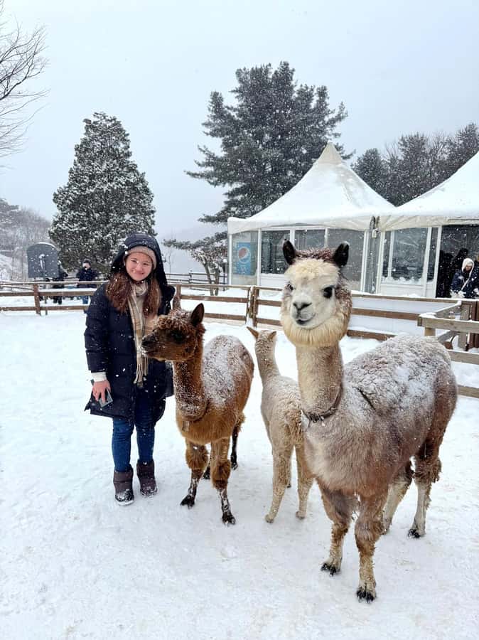 Eobi Ice Valley & Nami (+ Light Festival, Railbike, Alpaca) - How the Day Works From Seoul (Transfers, Timing, and Group Feel)