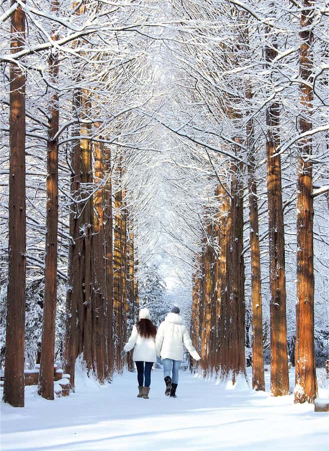 Eobi Ice Valley & Nami (+ Light Festival, Railbike, Alpaca) - Nami Island in Winter: Trees, K-Drama Romance, and a Slow Stroll