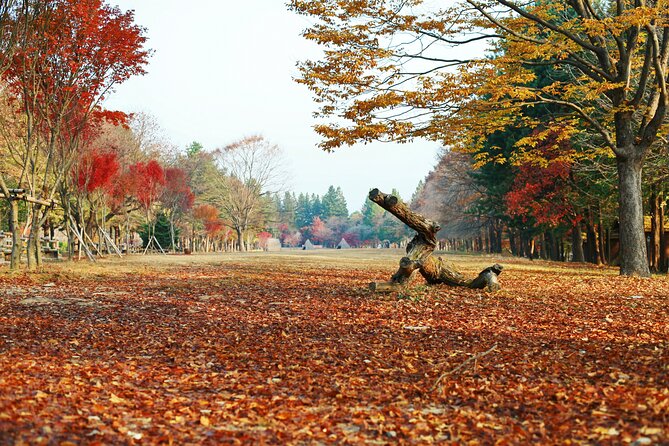 Full Day Private Tour Nami Island, Garden & Petite France - Private Pickup, Mobile Ticket, and an English Guide Who Can Adapt