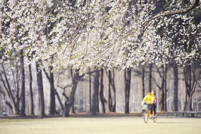 Mount Seorak and Nami Island One Day Tour from Seoul - Guides and group size: why the human touch matters here