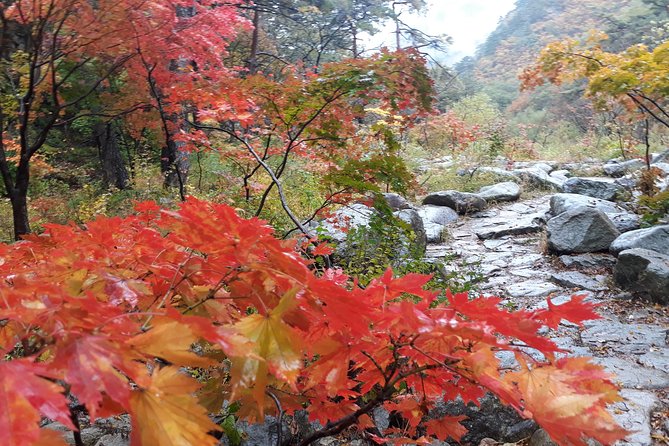 Mt. Seorak+Nami Island+Garden of Morning Calm Day Trip from Seoul - Garden of Morning Calm: A Focused Finale With Only 1 Hour 10