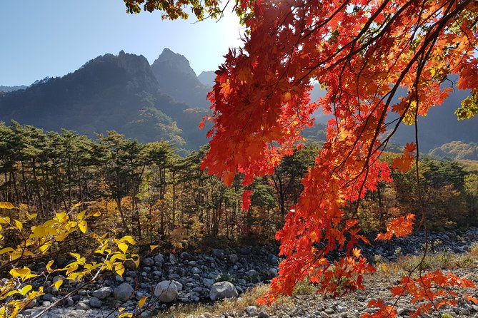 [Premium Private Tour] Mt Seorak & East Sea or Nami island from Seoul - Dongmyeong Port Lighthouse and the fish market: the Sokcho finale