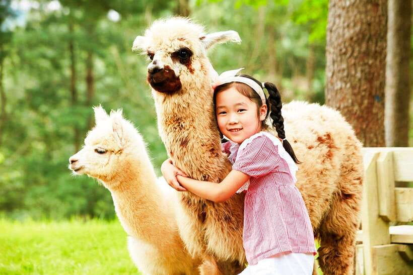 Seoul: Alpaca, Nami, Morning Calm or Eobi (+Rail Bike) - Key points you’ll care about
