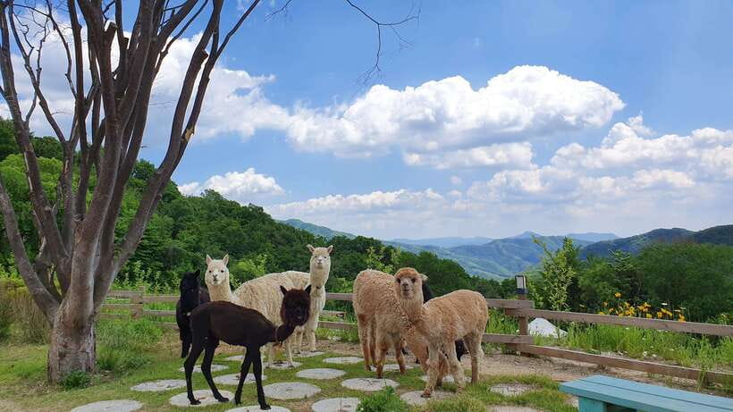 Seoul: Alpaca, Nami, Morning Calm or Eobi (+Rail Bike) - A Seoul Day Trip That Works in Any Season (But Hits Harder in Winter)