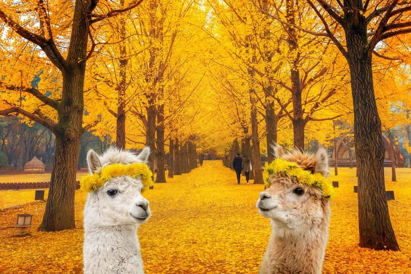 Seoul: Alpaca World & Nami Island optional Gangchon Railbike - A One-Day Escape from Seoul: How the Trip Feels