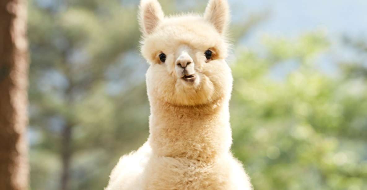 Seoul: Gangwon-do Day Trip with Alpaca World & Nami Island - Key things that make this day trip worth your time
