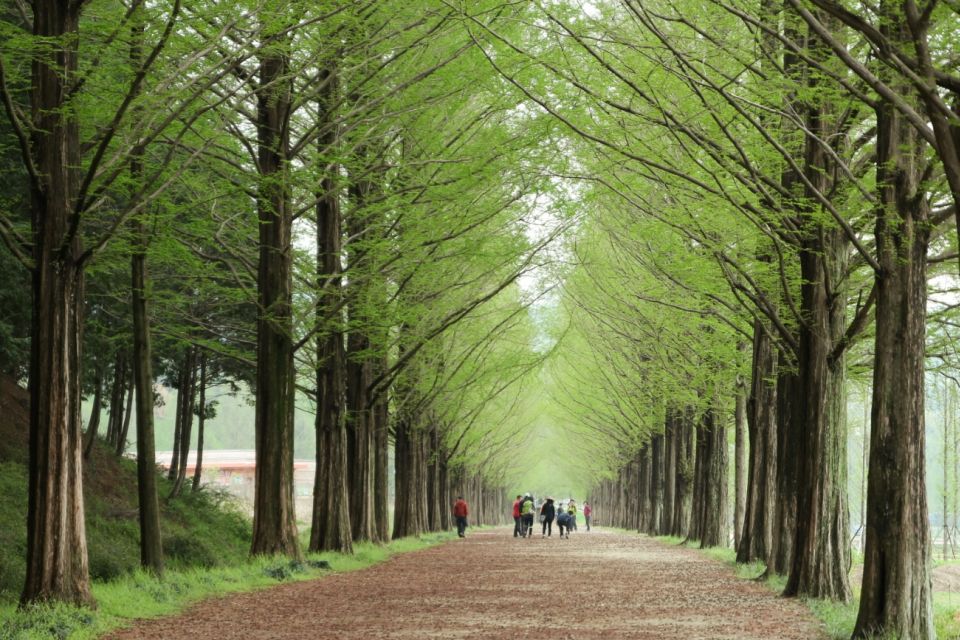 Seoul: Gangwon-do Day Trip with Alpaca World & Nami Island - Lunch and timing: how the day keeps moving without feeling rushed
