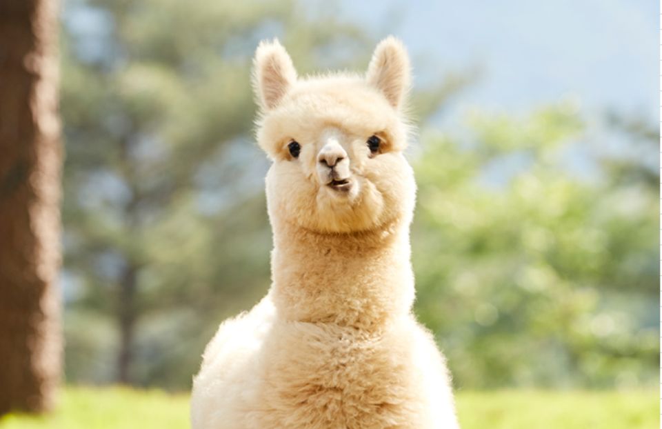 Seoul: Gangwon-do Day Trip with Alpaca World & Nami Island - Pacing, group energy, and how to not feel wiped out