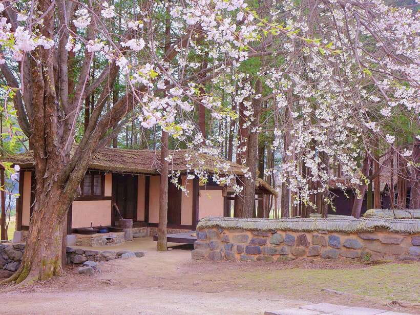 Seoul: Mt.Seorak, Nami Island, No Shopping(+RailBike Option) - Mt. Seoraksan: UNESCO Nature, Big Buddha, and Temple Time