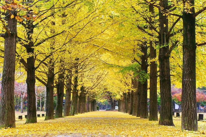 Seoul: Mt.Seorak, Nami Island, No Shopping(+RailBike Option) - Rail Bike Option: Add-On Scenery Without Rushing