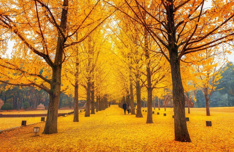 Seoul: Nami Island and Garden of Morning Calm opt Railbike - Garden of Morning Calm: 300,000 Meters of Planned Calm