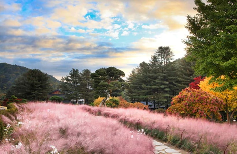 Seoul: Nami Island and Garden of Morning Calm opt Railbike - Price and Value: Why $51 Can Be Fair Here