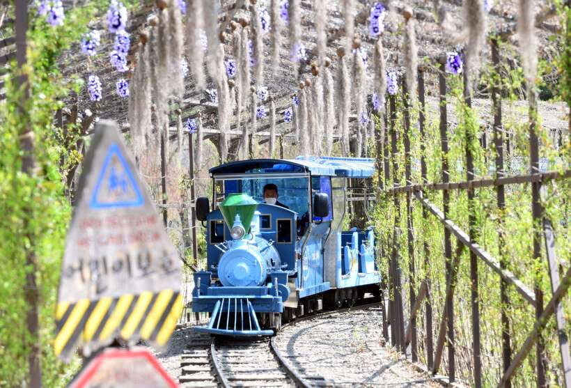 Seoul: Nami Island & Petite France Tour with Railbike Option - Price and Value: Is $59 Actually a Deal Here?