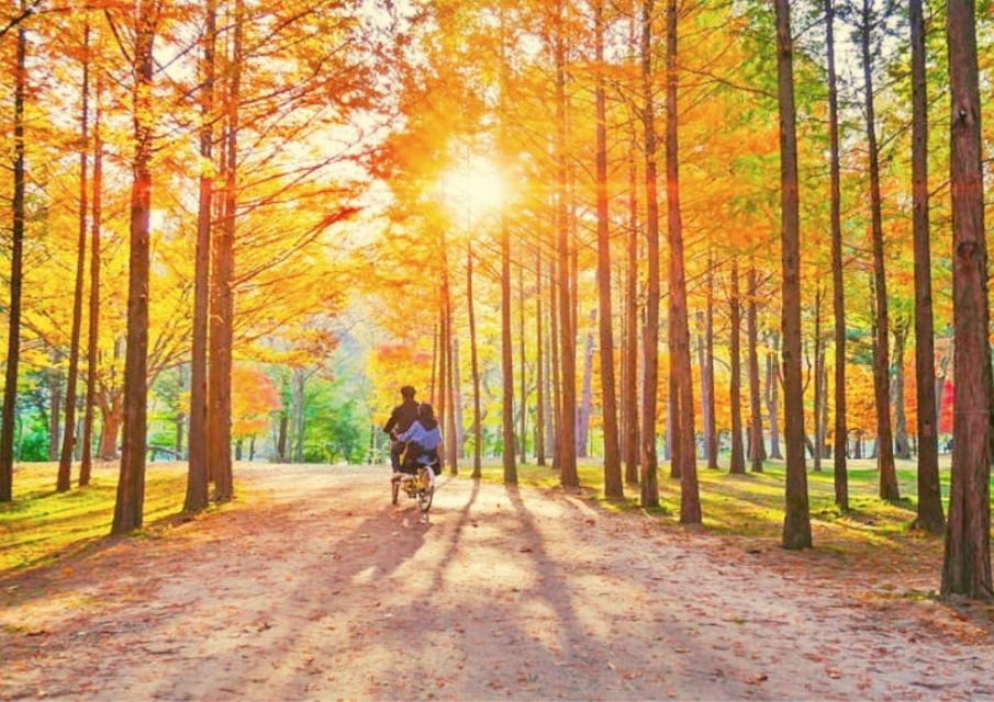 Seoul: Nami, Petite France, Italian Village, Railbike Option - Nami Island: tree-lined romance and K-drama scenery