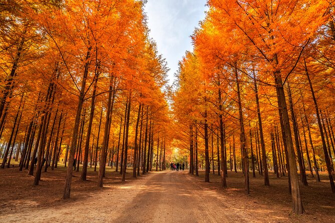 Seoul Vicinity 5 in 1: Nami Island, Garden of Morning Calm & More - Gangchon Rail Park: Rail Bikes, Tunnels, and Crowd-Pleaser Energy