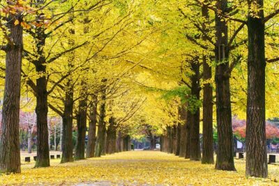 Special Private Tour Nami Island, Rail Bike, Petite France - Seoul to Nami Island: The Drive That Sets Your Pace